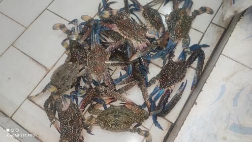 عکس بازار ماهی فروشان