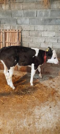 عکس دامداری سید