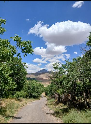 عکس بسک