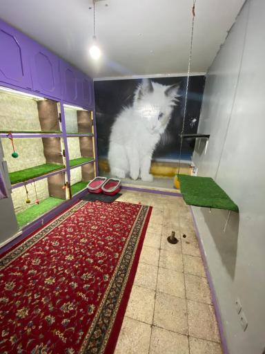 عکس پانسیون حیوانات خانگی رایا