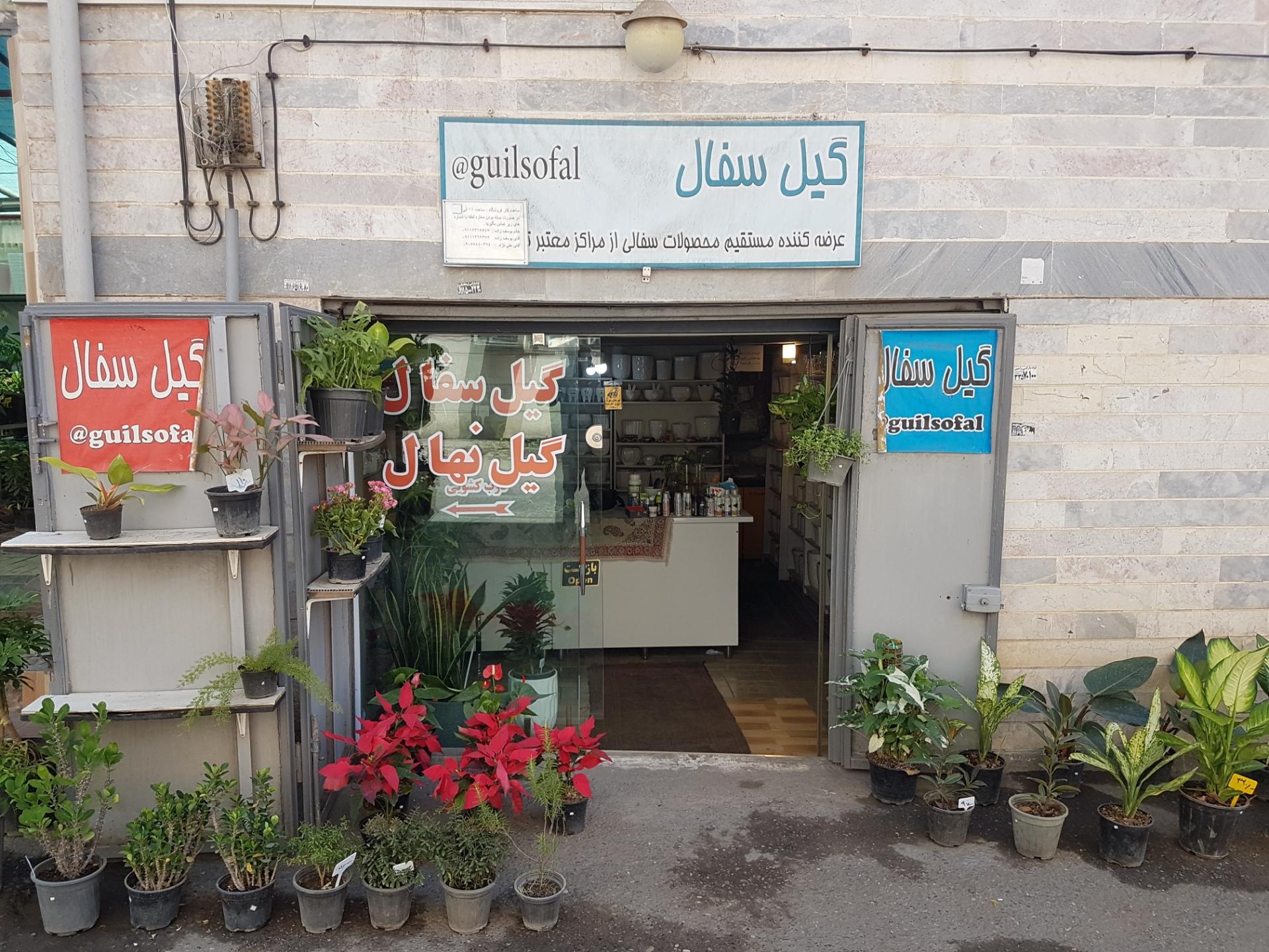 عکس گیل سفال