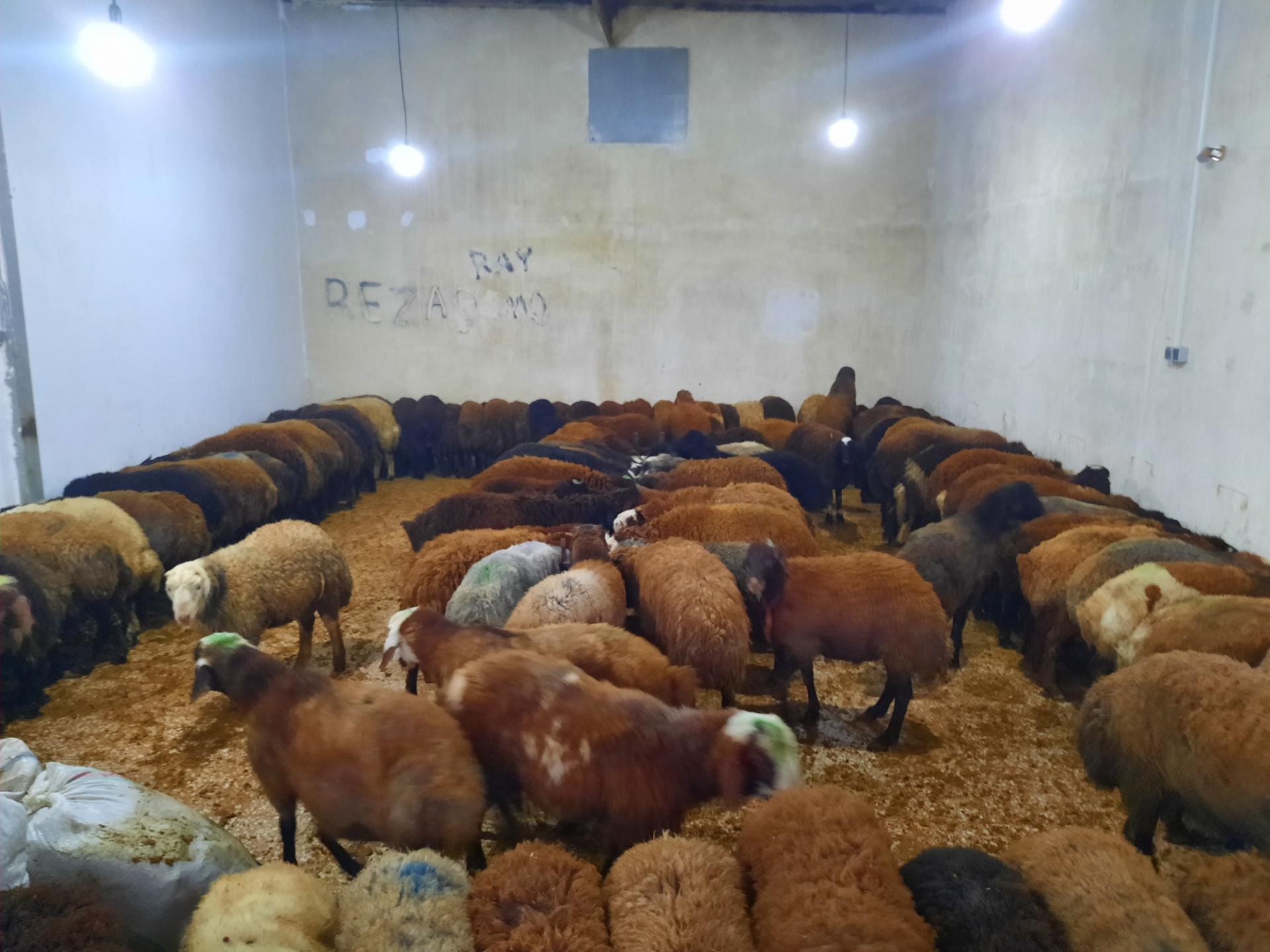 عکس دامداری سیف الله وعمو رحمت