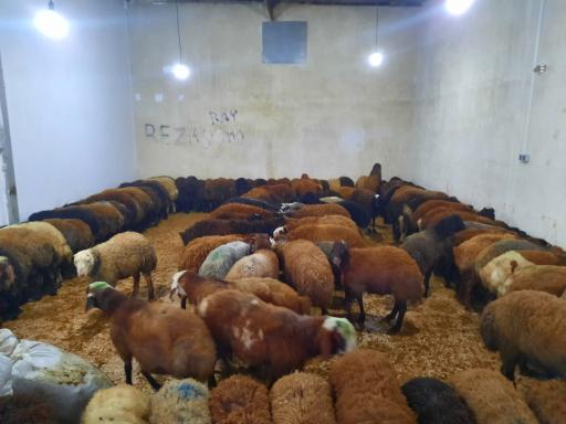 عکس دامداری سیف الله وعمو رحمت