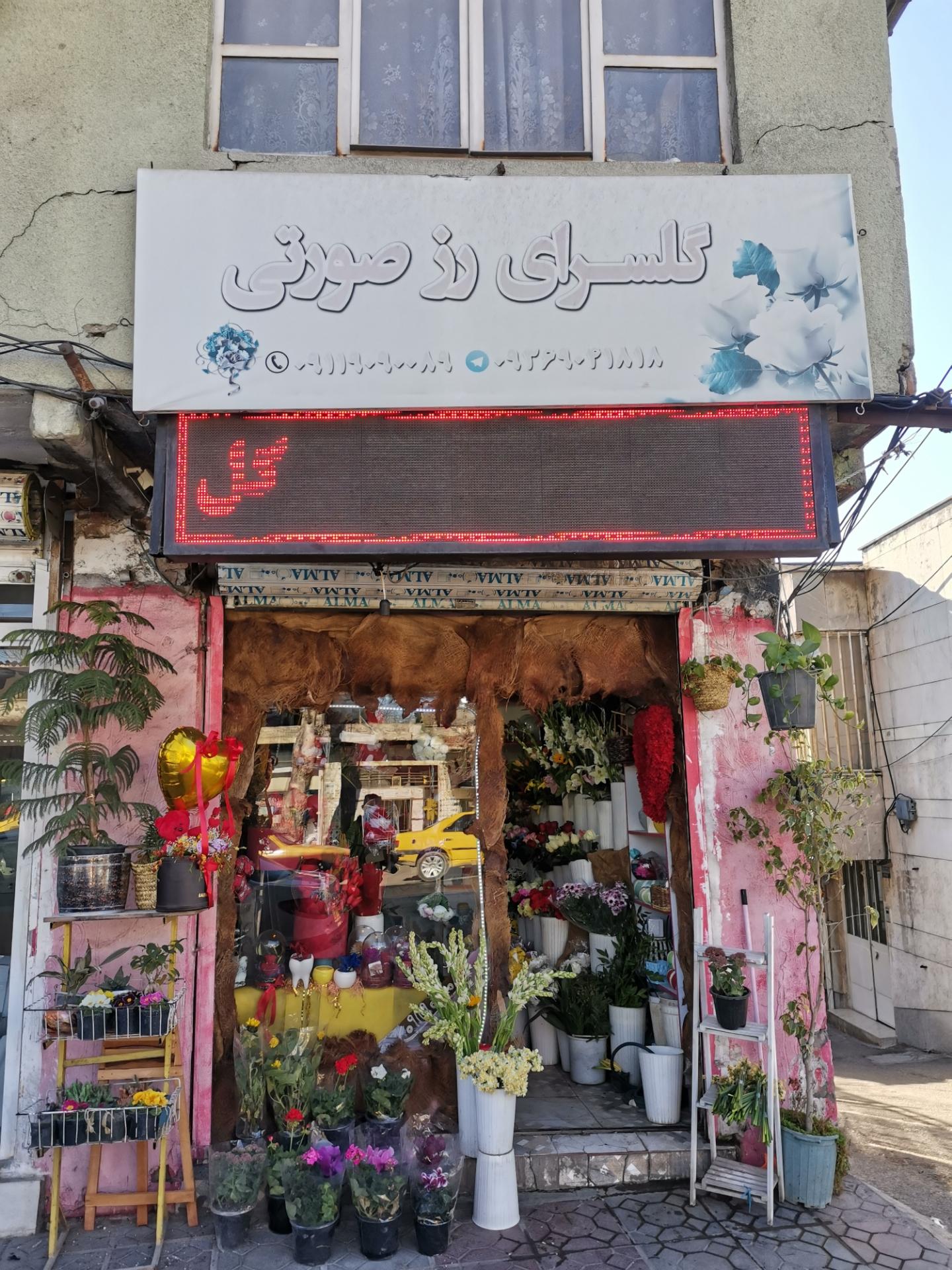 عکس گل سرای رز صورتی