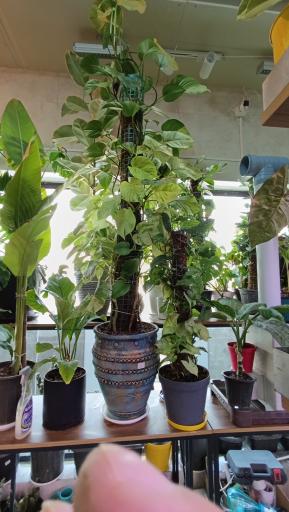 عکس گلخانه دانژه