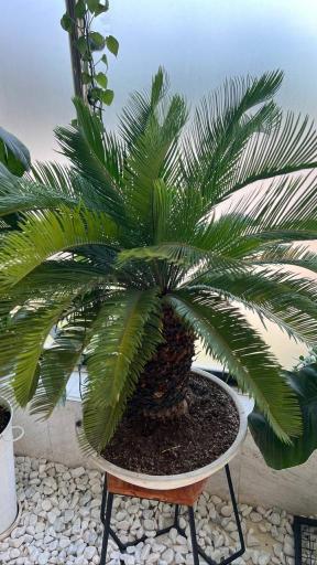 عکس گلخانه دانژه