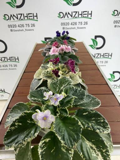 گلخانه دانژه