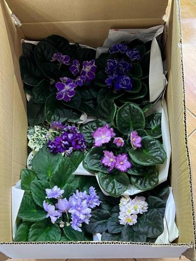 گلخانه دانژه