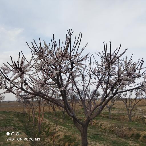 باغ نیکا ‌