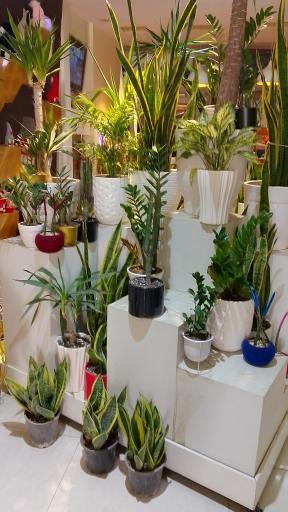 عکس گل لیندا