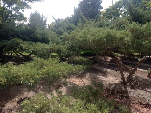 عکس بوستان رز