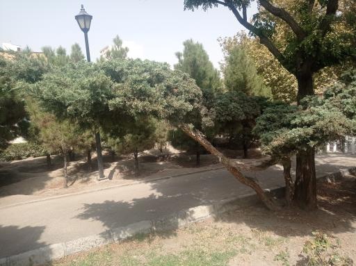 عکس بوستان رز