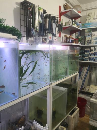 عکس آکواریوم برکه