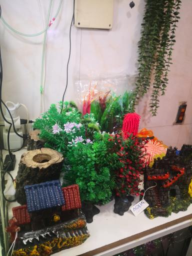 عکس آکواریوم برکه