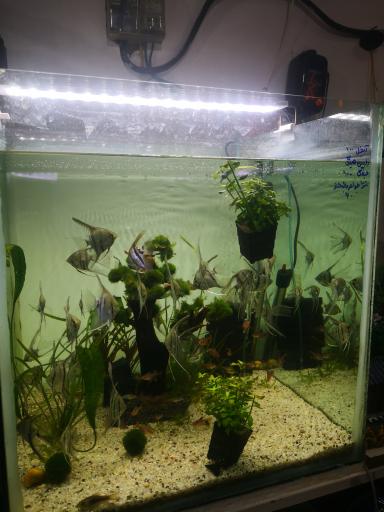 آکواریوم برکه