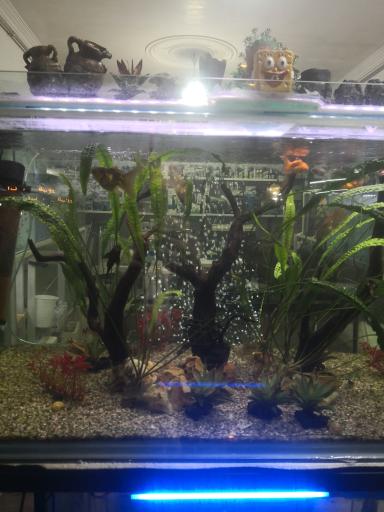 آکواریوم برکه