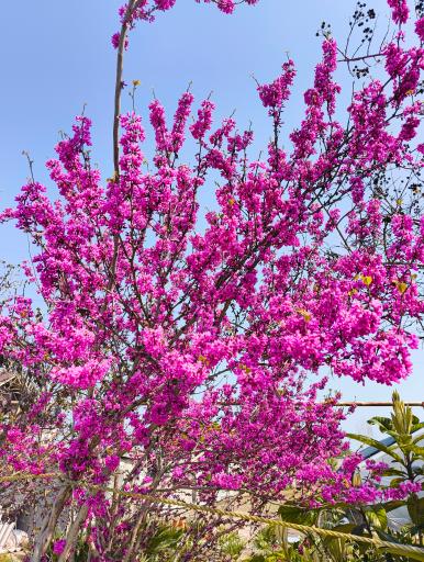 گلخانه سید مهدی حسینی