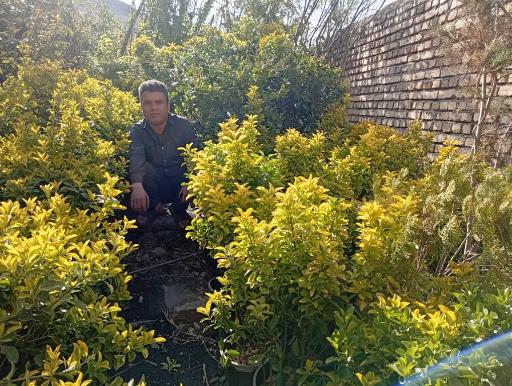 عکس نهال فروشی سینا