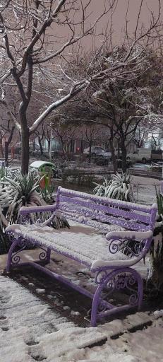 عکس بوستان شقایق