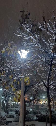 عکس بوستان شقایق