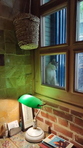 عکس کافه چنار مجاور