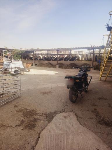 عکس گاوداری صفرعلی توده زعیم