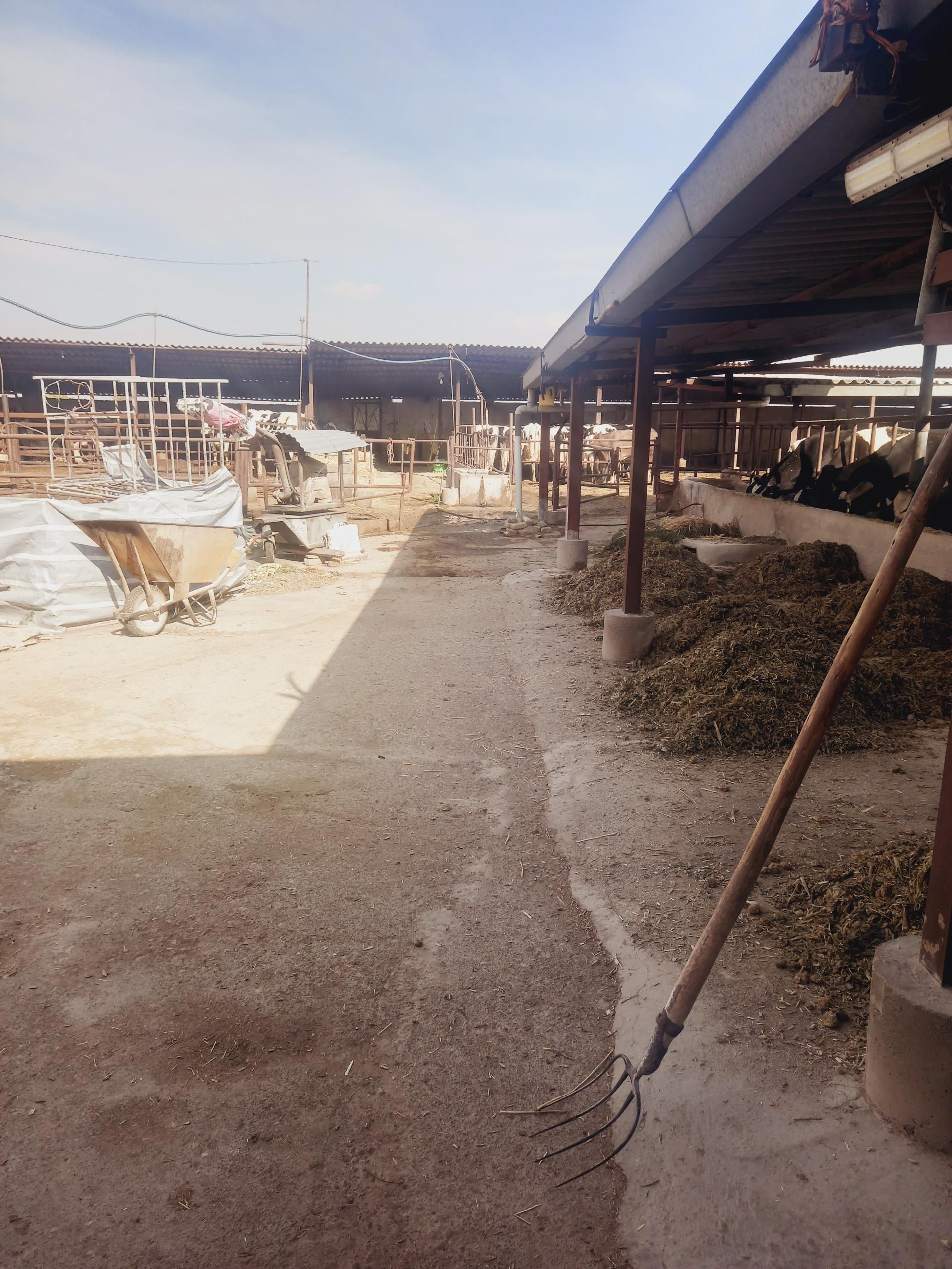 عکس گاوداری صفرعلی توده زعیم