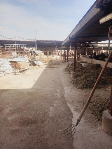 عکس گاوداری صفرعلی توده زعیم