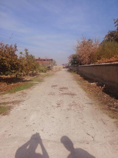 عکس گاوداری صفرعلی توده زعیم