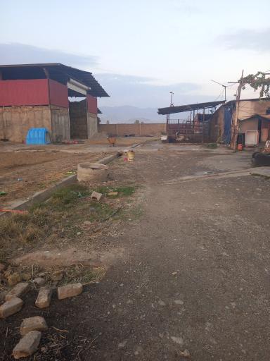 عکس گاوداری صفرعلی توده زعیم