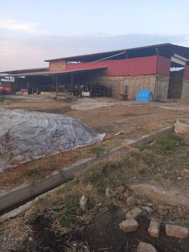 عکس گاوداری صفرعلی توده زعیم