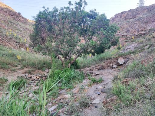 عکس چشمه تک درخت