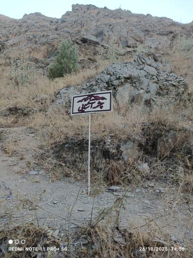 عکس چشمه تک درخت