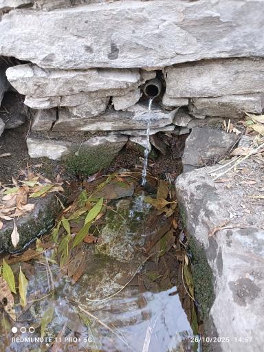 عکس چشمه تک درخت