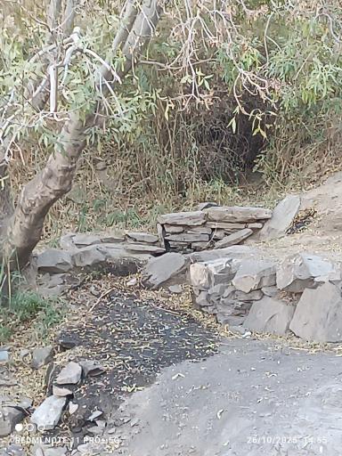 عکس چشمه تک درخت