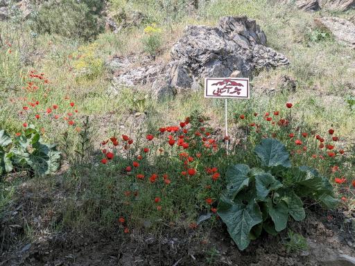 عکس چشمه تک درخت (چشمه آشنایی)