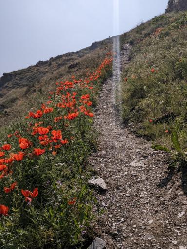 عکس چشمه تک درخت (چشمه آشنایی)