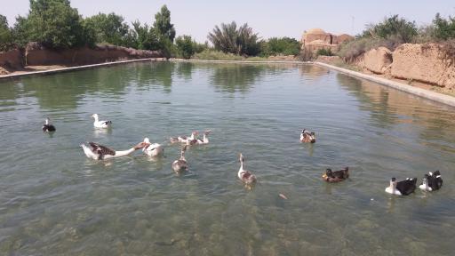 عکس استخر دهنو