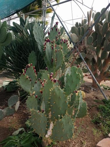 عکس باغ گل های کرمانشاه