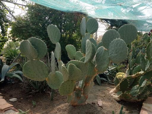 عکس باغ گل های کرمانشاه