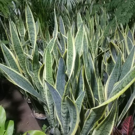 عکس گلخانه رمضانی 