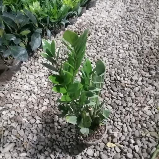 گلخانه رمضانی 