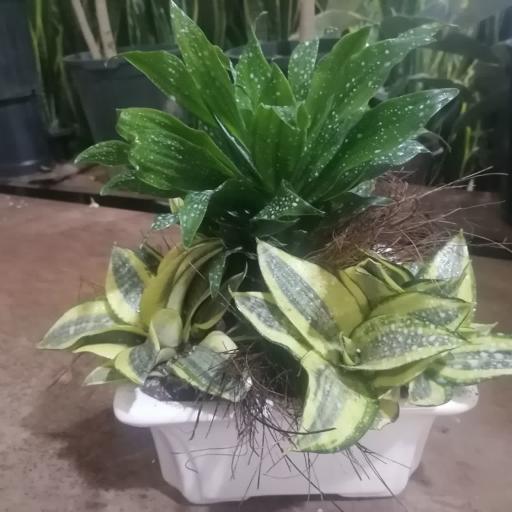 عکس گلخانه رمضانی 