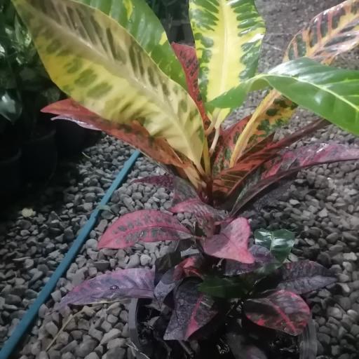 عکس گلخانه رمضانی 