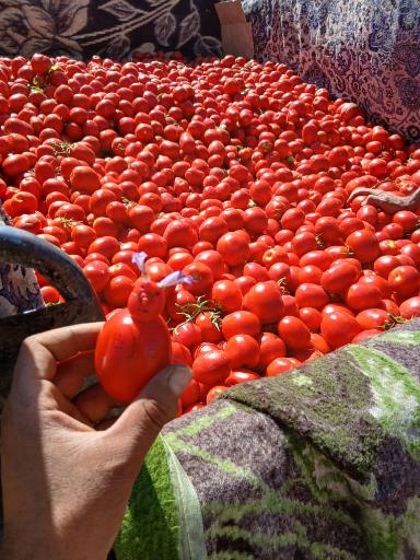 عکس میوه سرای لوکس