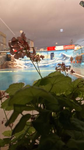 عکس استخر بارانا