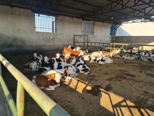 عکس شرکت پاک دام گنبد (زنجیره کشت صنعت و دامپروری)