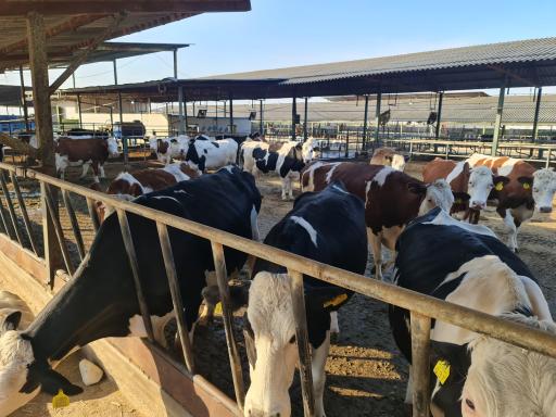 عکس شرکت پاک دام گنبد (زنجیره کشت صنعت و دامپروری)