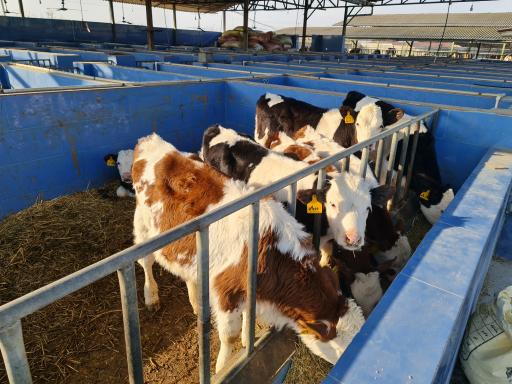 عکس شرکت پاک دام گنبد (زنجیره کشت صنعت و دامپروری)