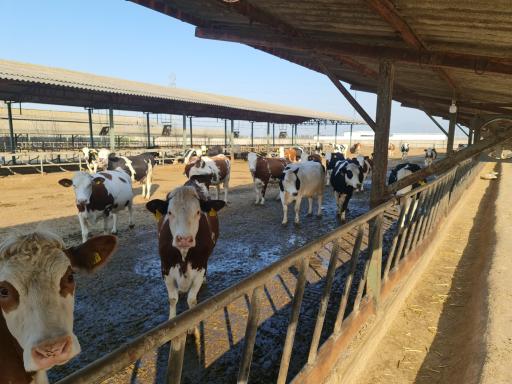 عکس شرکت پاک دام گنبد (زنجیره کشت صنعت و دامپروری)